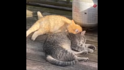 The cat parents behind the pet kitty's loving nature.&nbsp; (Instagram/@pennythegingercat)
