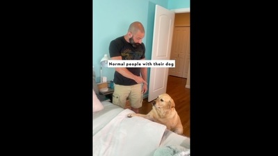 A screengrab of the video that shows a Labrador treated like a royal.&nbsp; (Instagram/@magnusthetherapydog)