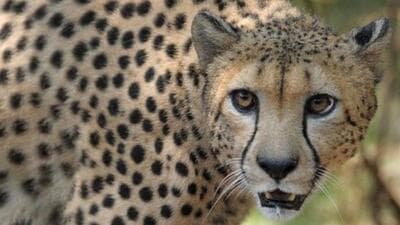 A male African cheetah in an enclosure at the Nehru Zoological Park in Hyderabad. (AFP File Photo) A male African cheetah in an enclosure at the Nehru Zoological Park in Hyderabad. (AFP File Photo)