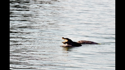 A crocodile basks on the rock inside Powai lake on May 18, 2017 (Pratik Chorge/HT Photo) A crocodile basks on the rock inside Powai lake on May 18, 2017 (Pratik Chorge/HT Photo)