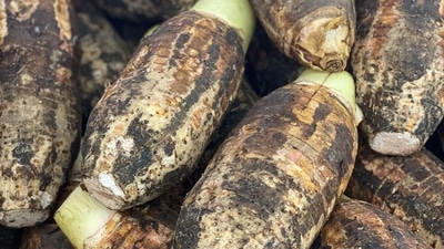 Improve heart health: Tarot roots are packed with potassium, fibre and resistant starch which help lower cholesterol and may help reduce your risk of heart diseases. (Pixabay) Improve heart health: Tarot roots are packed with potassium, fibre and resistant starch which help lower cholesterol and may help reduce your risk of heart diseases. (Pixabay)
