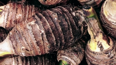 Weight loss: If you are on a mission to shed those extra calories then you should consider adding taro roots to your diet. It can keep your stomach full for longer which will prevent binge eating. (Pixabay) Weight loss: If you are on a mission to shed those extra calories then you should consider adding taro roots to your diet. It can keep your stomach full for longer which will prevent binge eating. (Pixabay)