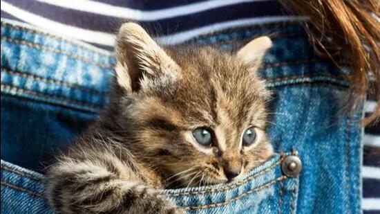 A section of residents of an apartment in south east Kolkata moved NGT alleging that dozens of cats kept by a flat owner are causing air pollution in their housing society. (Representative Image)