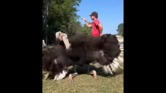 The ostrich hilariously performs a mating dance for its caretaker. (Instagram/@ty_among_animals)
