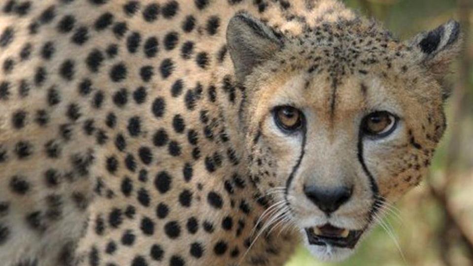 Cheetahs used to thrive across the central Indian landscape, but disappeared in the late1940s due to large-scale sport hunting and a loss of habitat. (AFP File Photo) Cheetahs used to thrive across the central Indian landscape, but disappeared in the late1940s due to large-scale sport hunting and a loss of habitat. (AFP File Photo)