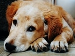 Studies say that dogs over the age of 10 have more chances of getting cancer than younger lot(Pexels) Studies say that dogs over the age of 10 have more chances of getting cancer than younger lot(Pexels)