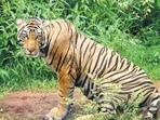 Tiger continue to remain endangered species, conservationists said Thursday. (AP FILE)(HT_PRINT)