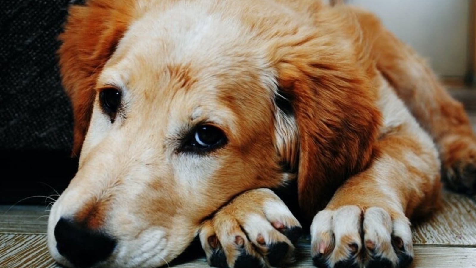 Pet health: Warning signs of cancer in dogs you shouldn't ignore