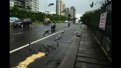 Feeding of birds by residents on Palm Beach Road in Nerul has posed danger for motorists and the winged creatures. Navi Mumbai Municipal Corporation has banned feeding of birds in this area and has placed a board warning the residents. (BACHCHAN KUMAR/HT PHOTO)