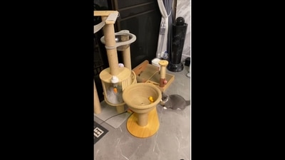 The image has been taken from the video posted on Instagram. The video shows the cat climbing up the tower to crack mission 'meawpossible'. (Instagram/@maru.the.sockcat) The image has been taken from the video posted on Instagram. The video shows the cat climbing up the tower to crack mission 'meawpossible'. (Instagram/@maru.the.sockcat)