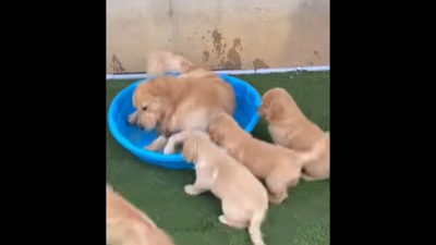 The Golden Retriever dog teaching the cute little puppies how to play in the pool.&nbsp; (Instagram/@agoldennamedkevin)