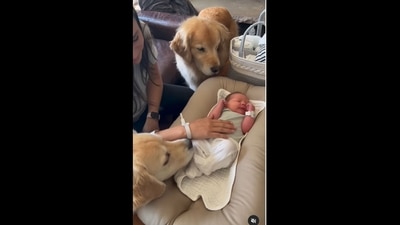 The golden retriever dogs were very excited to meet their human's baby. (chiefpups/Instagram) The golden retriever dogs were very excited to meet their human's baby. (chiefpups/Instagram)