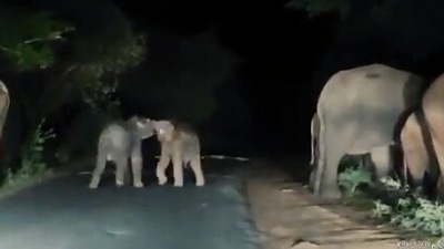 The image, taken from the Twitter video, shows the baby elephants playing together. (Twitter/@supriyasahuias)