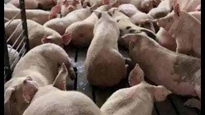 In the last three days, over 70 pigs have died in Kanpur apparently due to African swine fever. (Pic for representation) In the last three days, over 70 pigs have died in Kanpur apparently due to African swine fever. (Pic for representation)