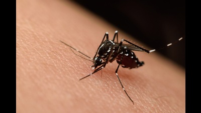 Officials said the Ludhiana health department team has also identified 97 high-risk areas where larvae of aedes aegypti mosquitoes was found this year and asked MC to start fogging at the earliest. (Representative image) Officials said the Ludhiana health department team has also identified 97 high-risk areas where larvae of aedes aegypti mosquitoes was found this year and asked MC to start fogging at the earliest. (Representative image)