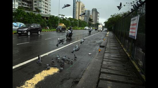 Feeding of birds by residents on Palm Beach Road in Nerul has posed danger for motorists and the winged creatures. Navi Mumbai Municipal Corporation has banned feeding of birds in this area and has placed a board warning the residents. (BACHCHAN KUMAR/HT PHOTO)