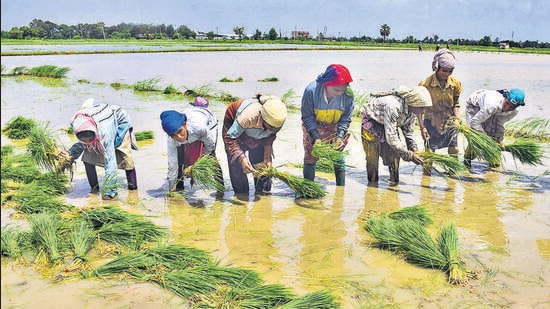 While the transplantation is almost over in most of the paddy sowing parts of Haryana, the area under paddy cultivation has so far reached around 10 lakh hectares, which is around 23 percent less than 13 lakh hectares of the previous year. Thanks to the poor rains during the sowing season. (PTI File Photo) While the transplantation is almost over in most of the paddy sowing parts of Haryana, the area under paddy cultivation has so far reached around 10 lakh hectares, which is around 23 percent less than 13 lakh hectares of the previous year. Thanks to the poor rains during the sowing season. (PTI File Photo)