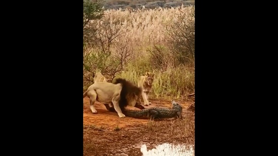 The image, taken from an Instagram video, shows a lion pulling a crocodile.(Instagram/@latestkruger)