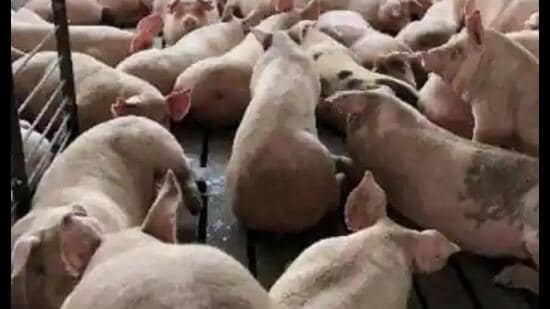 In the last three days, over 70 pigs have died in Kanpur apparently due to African swine fever. (Pic for representation)