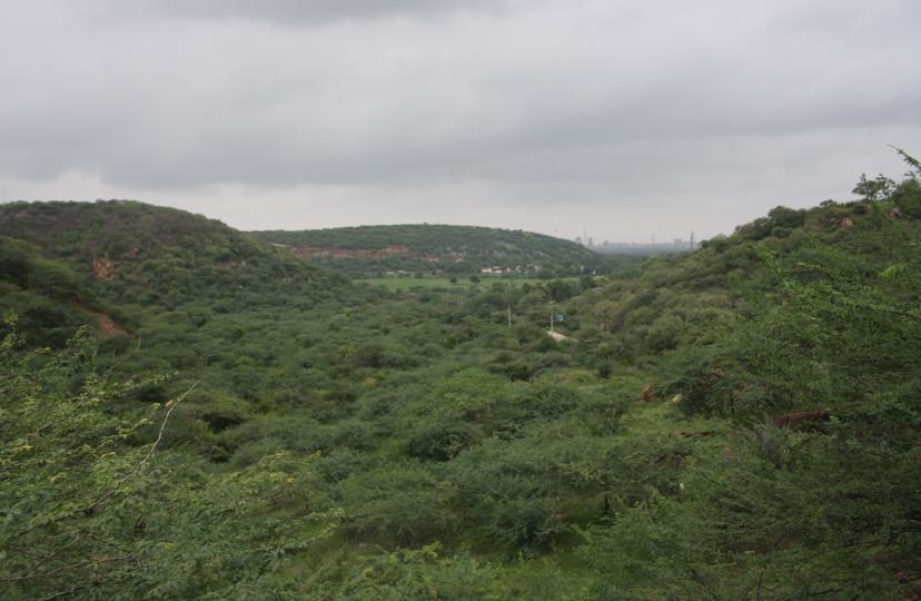 The court’s ruling will mean around 30,000 hectares across the Aravallis and Shivaliks in Haryana will be considered forest land.