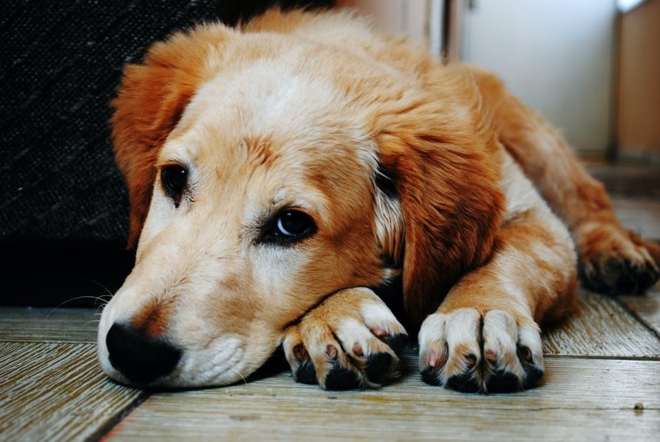 Studies say that dogs over the age of 10 have more chances of getting cancer than younger lot(Pexels)