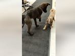 The image, taken from the Facebook video, shows the cheetah cub with her puppy companion.