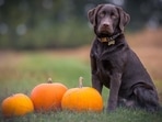 Carrots, apples, peas, sweet potatoes are some of the veggies that can be given to your pet.(Unsplash) Carrots, apples, peas, sweet potatoes are some of the veggies that can be given to your pet.(Unsplash)