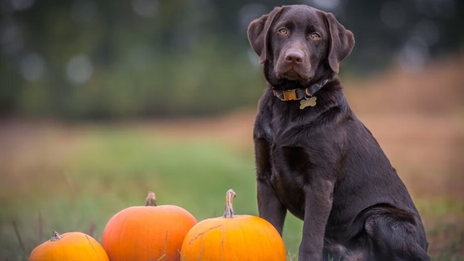 Pet Nutrition Easy Tips To Feed Veggies To Your Dog Hindustan Times