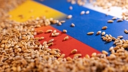 Grain is placed on Ukrainian and Russian flags in this picture illustration.