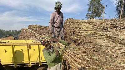 While private mills owe  ₹162 crore to sugarcane growers, the nine mills in cooperative sector have to pay  ₹300 crore. (HT File Photo)