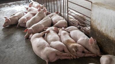 District authorities in Kerala are planning to cull pigs within a two km area in the vicinity where the first case was reported from a farm. (Bloomberg)