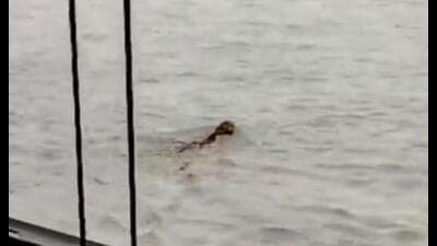 A young looking tiger tried to cross Gerua river along the heavy current but was flown away up to Girijapuri barrage in Bahraich,” wrote Ramesh Pandey, a senior forest official, on twitter. (Picture sourced from twitter handle of forest officials)
