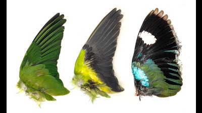 Dorsal and ventral views of the wing of a rose-ringed parakeet, along with the wing of an Indian pitta. Featherlibrary.com’s data includes information on the wings and position of individual feathers, along with details of the bird’s weight, body length, beak width, etc, along with the date, location and cause of death. (Feather Library) Dorsal and ventral views of the wing of a rose-ringed parakeet, along with the wing of an Indian pitta. Featherlibrary.com’s data includes information on the wings and position of individual feathers, along with details of the bird’s weight, body length, beak width, etc, along with the date, location and cause of death. (Feather Library)