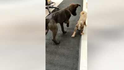 The image, taken from the Facebook video, shows the cheetah cub with her puppy companion. (Facebook/@cincinnatizoo )