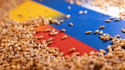 Grain is placed on Ukrainian and Russian flags in this picture illustration. (REUTERS)