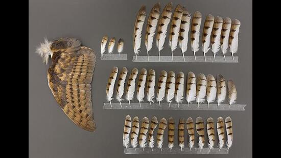 A typical plate at featherlibrary.com. This one of a barn owl, contains the wing, primary, secondary, tertial and tail feathers.