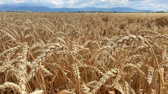 Wheat stand on a grain field near Wernigerode in Germany, (AP Photo/Matthias Schrader)(AP)