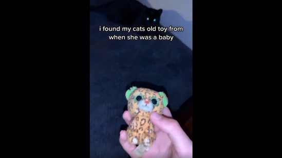 The image, taken from the video, shows the human taking a toy to their cat. (Screengrab)