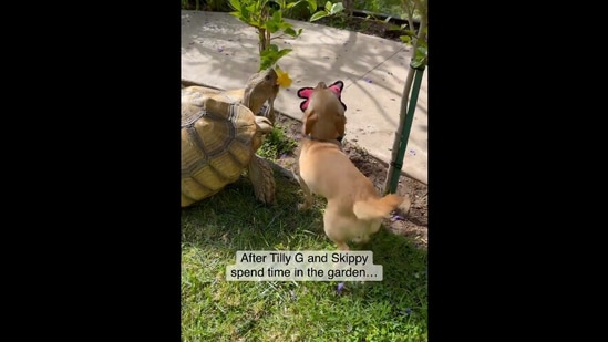 The image, taken from the Instagram video, shows the dog and tortoise best friends.(Instagram/@tillygthetortoise)