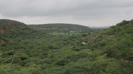 The court’s ruling will mean around 30,000 hectares across the Aravallis and Shivaliks in Haryana will be considered forest land.