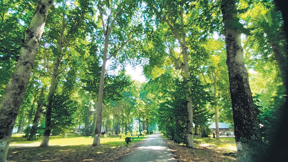 Chinar trees at Kashmir University in Srinagar.&nbsp; (Waseem Andrabi/HT Photo)
