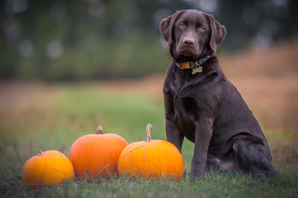 Carrots, apples, peas, sweet potatoes are some of the veggies that can be given to your pet.(Unsplash)