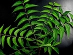 Neem can be used while bathing, on a wound, for dandruff, acne, and even as a herbal tea. Neem can be used while bathing, on a wound, for dandruff, acne, and even as a herbal tea.