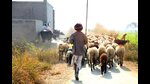 India must address the disconnect between animal and human welfare. We need pragmatism and compassion in efforts to reach our SDGs. A just future can only be possible through an equitable environment for all inhabitants of the planet (Shutterstock) India must address the disconnect between animal and human welfare. We need pragmatism and compassion in efforts to reach our SDGs. A just future can only be possible through an equitable environment for all inhabitants of the planet (Shutterstock)
