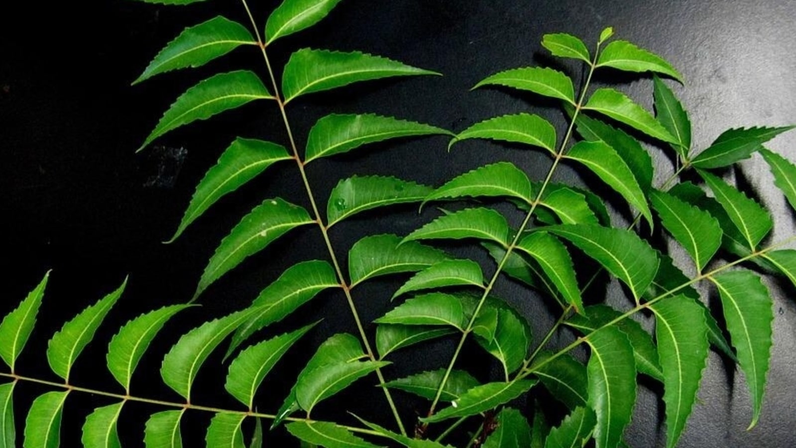 Neem advantages: Ayurveda knowledgeable on methods so as to add the pure herb to day by day routine | Well being
