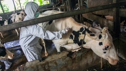 Um veterinário administra uma vacina contra a febre aftosa a uma vaca antes do Eid al-Adha, a festa muçulmana do sacrifício, em Deli Serdang, norte de Sumatra.