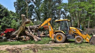 Pruning/pollarding or removal of dead/dry/dangerous standing trees will be approved by the department head concerned based on jurisdiction. (HT Photo)