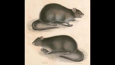 Lesser Bandicoot rats from collections of Maj Gen Thomas Hadwicke, ‘Illustrations of Indian Zoology - Vol. II (1830-1834). Lesser Bandicoot rats from collections of Maj Gen Thomas Hadwicke, ‘Illustrations of Indian Zoology - Vol. II (1830-1834).
