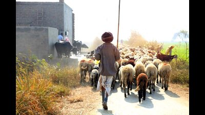 India must address the disconnect between animal and human welfare. We need pragmatism and compassion in efforts to reach our SDGs. A just future can only be possible through an equitable environment for all inhabitants of the planet (Shutterstock)