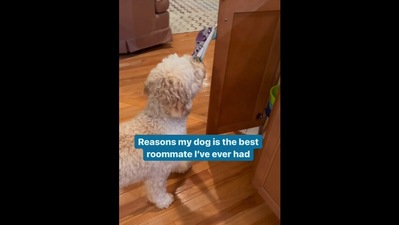 The image, taken from the Instagram video shows the dog whose human says it is the best roommate ever. (Instagram/@thismudderfluffer)
